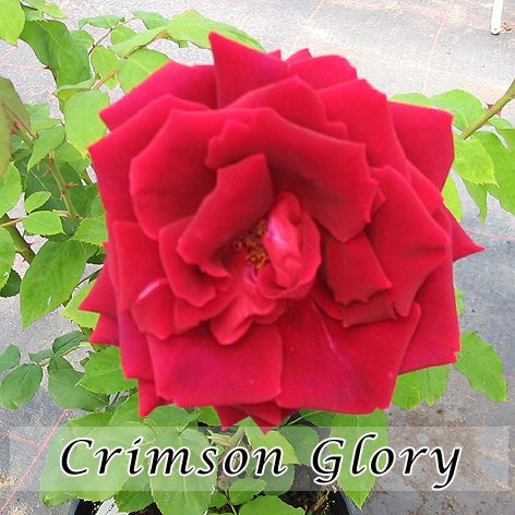 Rosa Crimson Glory Clbg