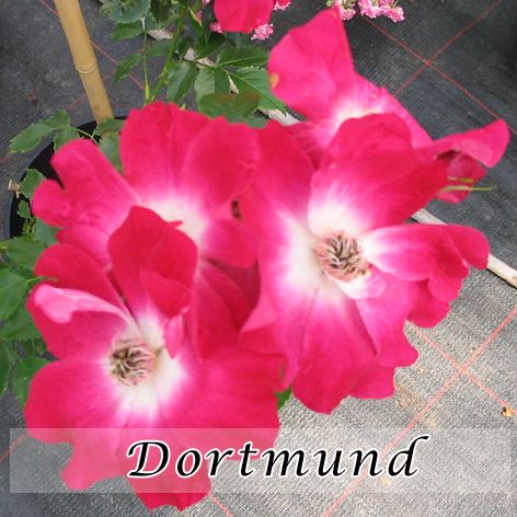 Rosa Dortmund ADR