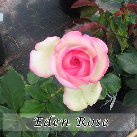 Rosa Eden Rose ou Pierre de Ronsard