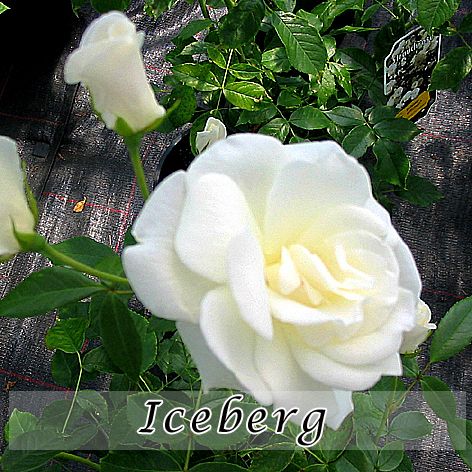 Rosa Iceberg Clg