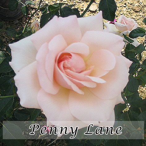 Rosa Penny Lane