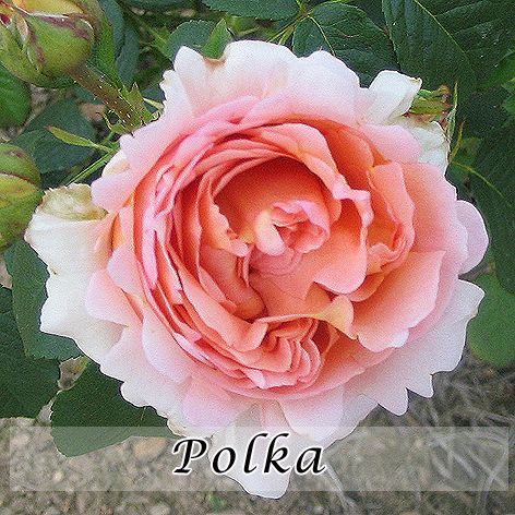 Rosa Polka