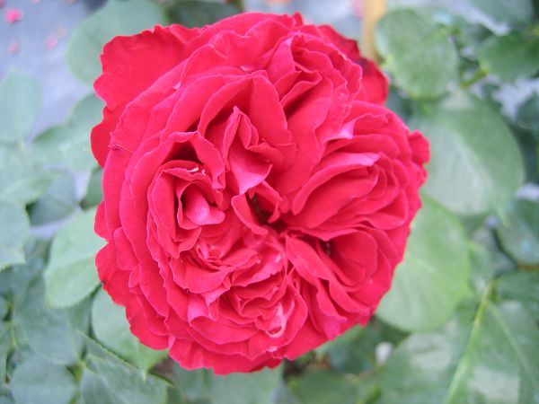 Rosa Red Eden Rose ou Eric Tabarlie