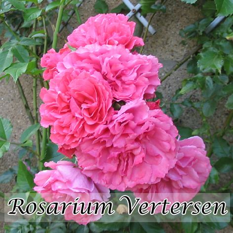 Rosa Rosarium Uetersen