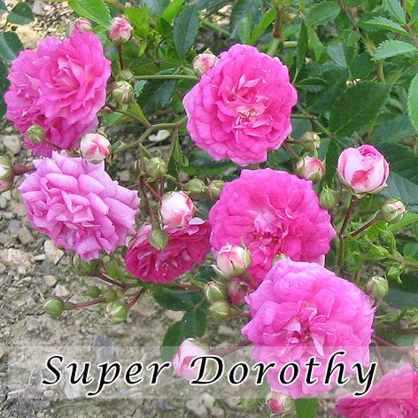 Rosa Super Dorothy